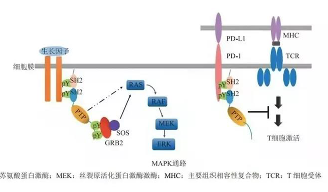 晚期恶性肿瘤患者的福音，SHP2变构抑造剂RG001片获批临床.png