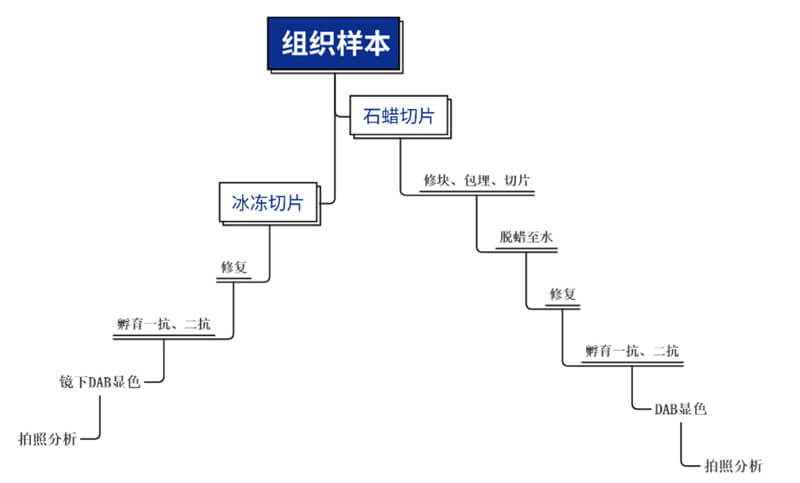 免疫组化处置流程.jpg